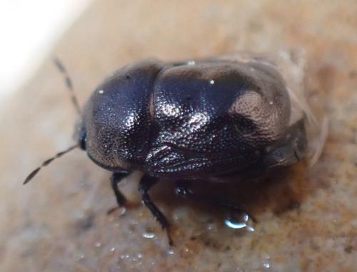 Réf. 327 944 : Thyreocoris scarabaeoides